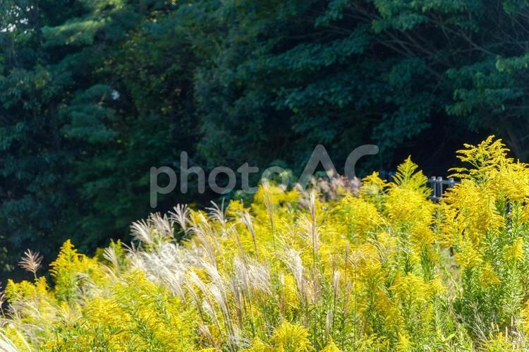 秋の野原のセイタカアワダチソウとススキ セイタカアワダチソウ,ススキ,秋の写真素材