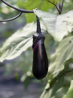 畑で育ったナスの写真