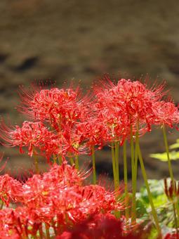Photo, marlin, higambana, autumn, 