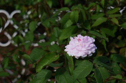 ピンクのバラの花 ピンクのバラの花の写真