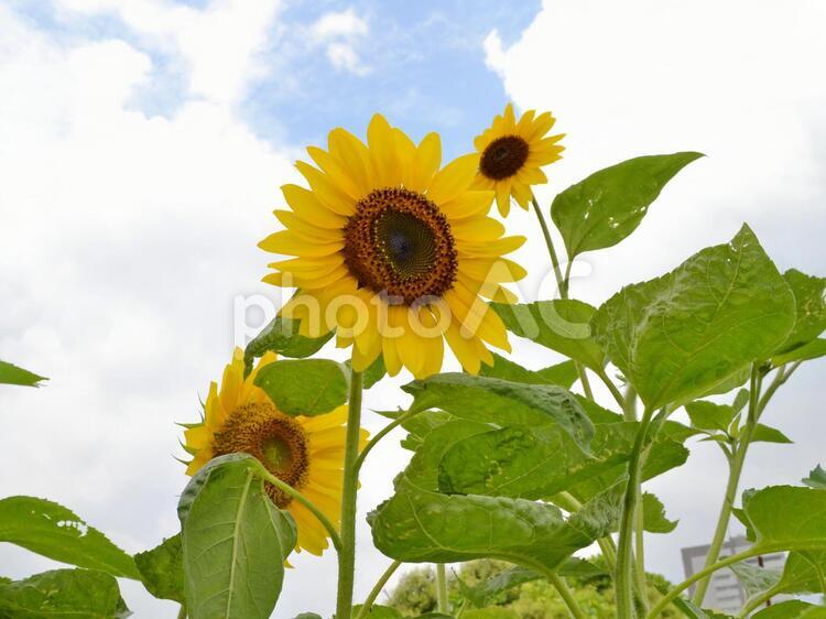 ひまわりと夏の空 向日葵,ヒマワリ,植物の写真素材