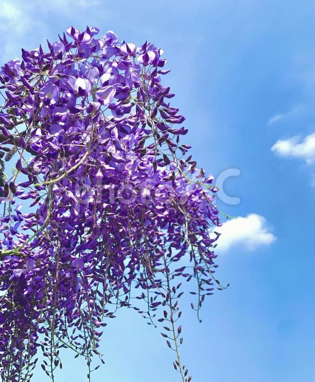 青空と藤の花 フジ,藤,青空の写真素材