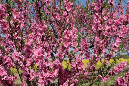 ハナモモ・花桃・Peach ハナモモ・花桃・Peach ハナモモ,風景マクロ,花木の写真素材