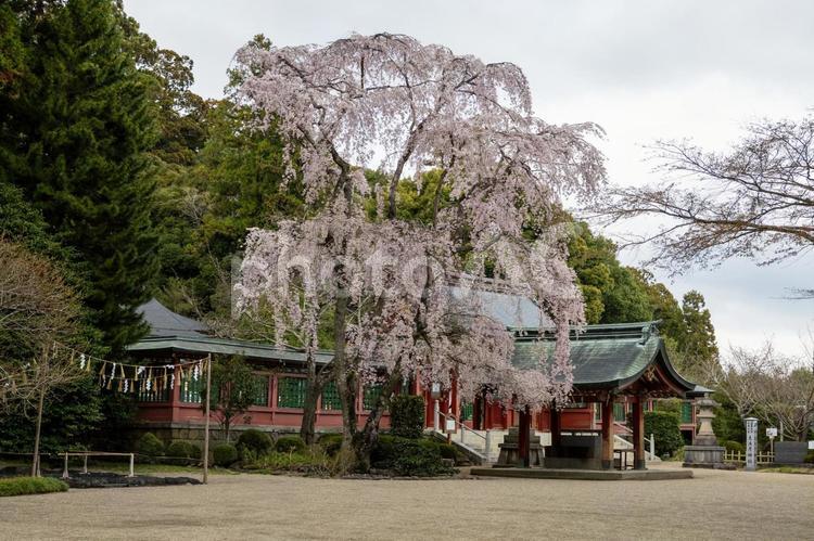 塩釜神社の桜⒄ 塩釜神社,陸奥国一宮,重要文化財の写真素材