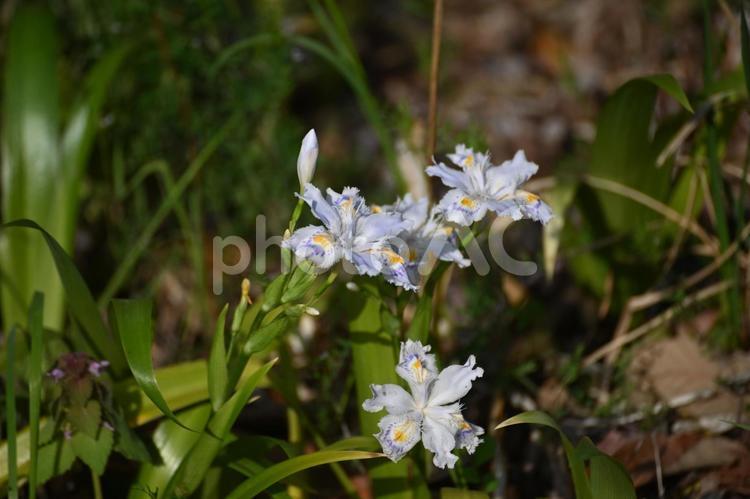 シャガの花を見つけました シャガ,綺麗,春の写真素材