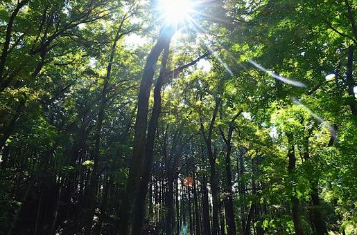 森の中の光 森の中の光 木,木々,森の写真素材