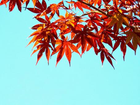 【紅葉写真】美しい紅葉風景 モミジ,紅葉,晩秋の写真素材