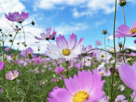 満開なコスモス畑 空,コスモス,秋の写真素材