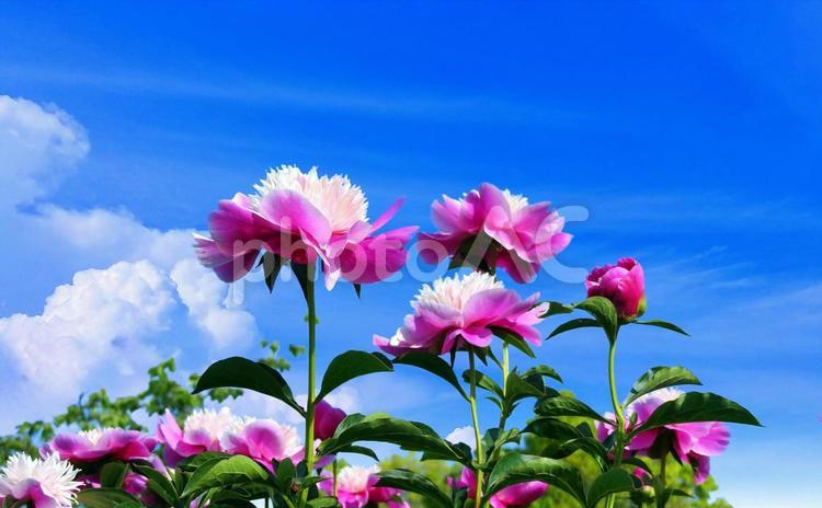 ピンクのシャクヤクの花と青空 シャクヤク,ピンク色,花の写真素材