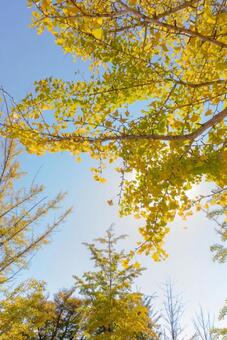 青空と紅葉 銀杏,イチョウ,木の写真素材