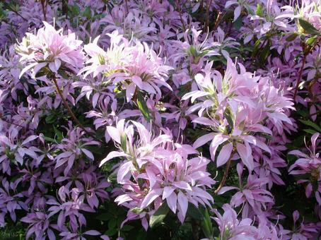Azalea, JPG Azalea, JPG