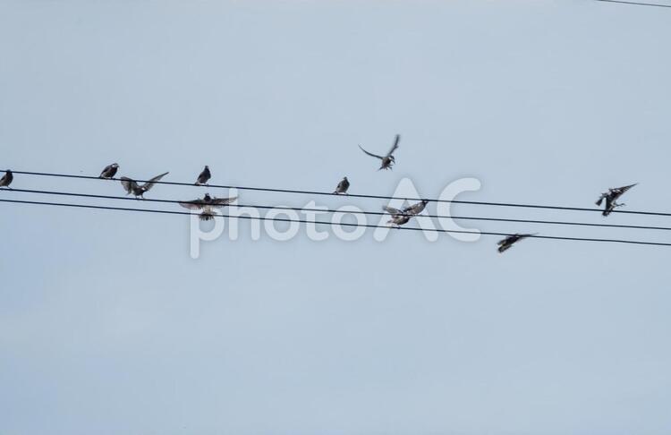 電線にとまるムクドリの群れ 動物,夕方,小鳥の写真素材
