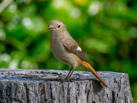 切り株にとまるジョウビタキのメス 切り株にとまるジョウビタキのメス ジョウビタキ,ジョビコ,ジョウビタキのメスの写真素材