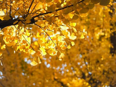 イチョウ イチョウ,秋,季節の写真素材