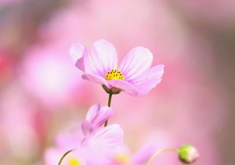 コスモス13 コスモス13 コスモス,秋桜,秋イメージの写真素材
