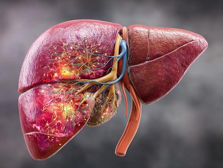 リアルな人体肝臓の3D医療イラストの写真