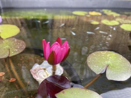 スイレンとメダカ スイレンとメダカ 植物,緑,睡蓮の写真素材