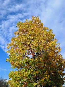 青空と木の葉（ユリノキ）のナチュラル背景 秋,黄葉,紅葉の写真素材