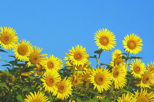 夏のひまわり 夏のひまわり ひまわり,夏,花の写真素材