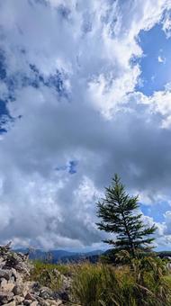 雲と空の下、孤高に立つ一本の木 空,雲,雲の形の写真素材