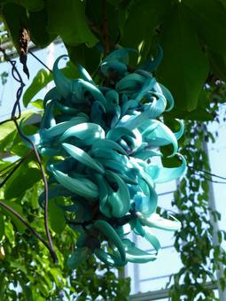 Photo, jade jellyfish, flower, plant, 