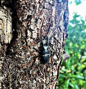 クワガタ クワガタ クワガタ,カブトムシ,虫の写真素材
