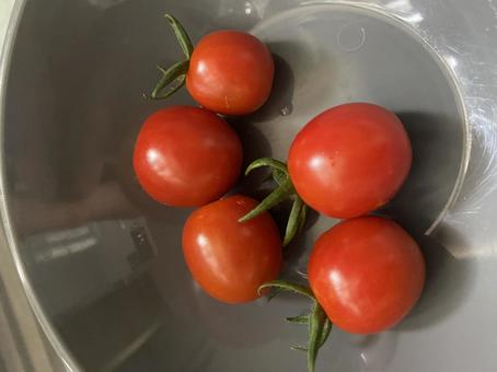 ミニトマト ミニトマトの写真