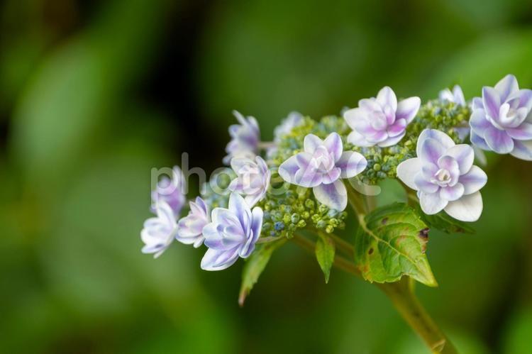 瑞々しく咲くアジサイの横顔 紫陽花,花,花びらの写真素材