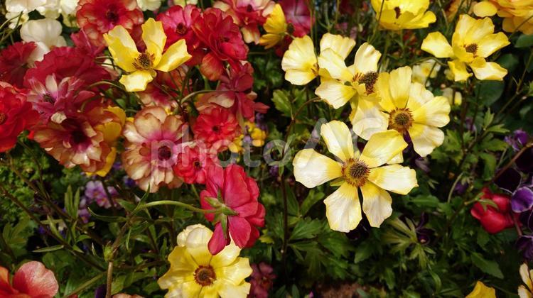 黄色と赤の花畑 花,花畑,森林の写真素材