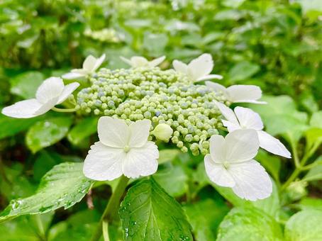 紫陽花 紫陽花の写真