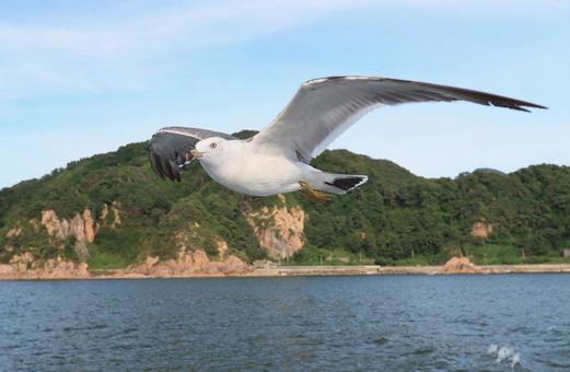 ウミネコ 笹川流れに舞う ウミネコ 笹川流れに舞うの写真