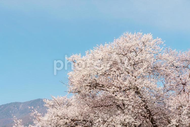 満開の桜と青空 桜,青空,満開の写真素材