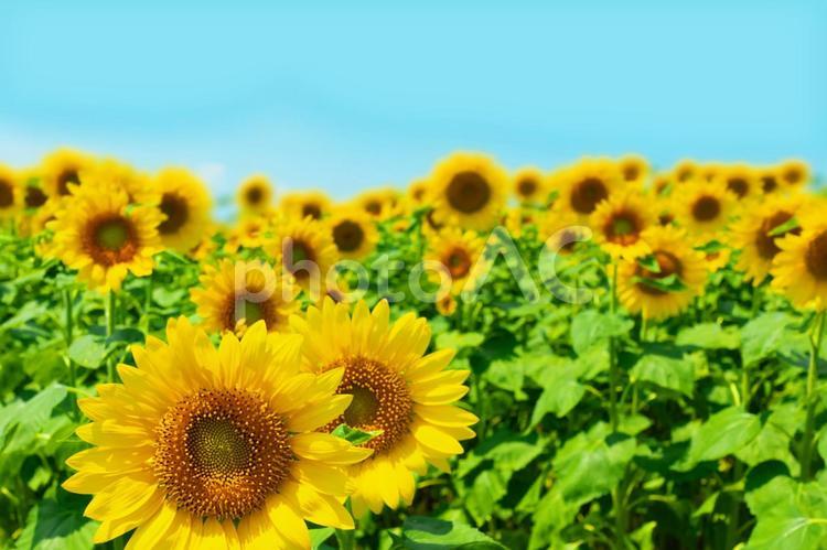 青空と満開のひまわり畑　2868 ひまわり,ひまわり畑,夏の写真素材