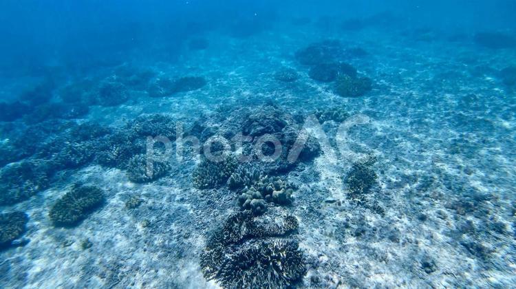 海の中の風景 4 海の中,海,透明の写真素材