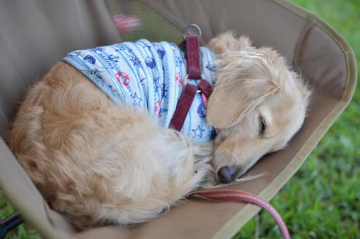 キャンプチェアで気持ちよさそうに寝る犬 キャンプチェアで気持ちよさそうに寝る犬の写真