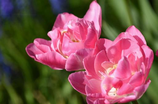 Pink tulips 2, JPG Pink tulips 2, JPG
