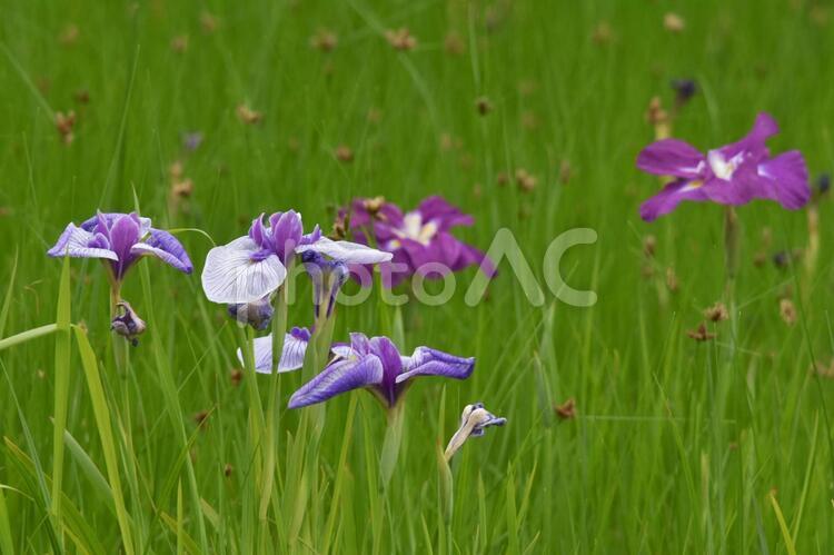 気品のある花菖蒲（ハナショウブ）の花 ハナショウブ,花菖蒲,花の写真素材