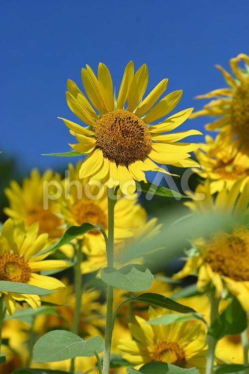 ヒマワリ ヒマワリ,花,黄色の写真素材