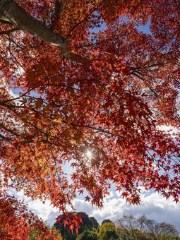 陽光に照らされる真紅のもみじ 陽光に照らされる真紅のもみじ 紅葉,もみじ,秋の写真素材
