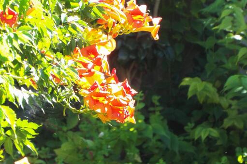 ノウゼンカズラ・枝先の写真