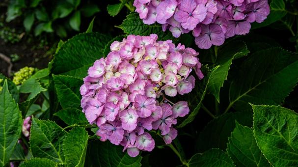 ピンク色の紫陽花の花 マクロ撮影 ピンク色の紫陽花の花 マクロ撮影 紫陽花,アジサイ,花の写真素材