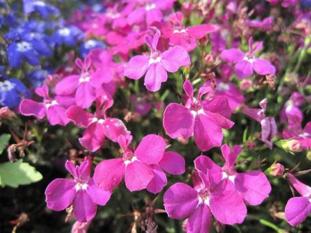 ロベリア・瑠璃溝隠　咲く風景の写真
