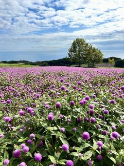 あわじ花さじきのセンニチコウの写真