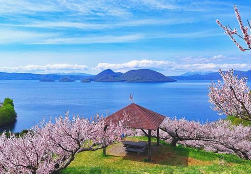 洞爺湖 梅林 洞爺湖 梅林 花,梅の花,満開の写真素材
