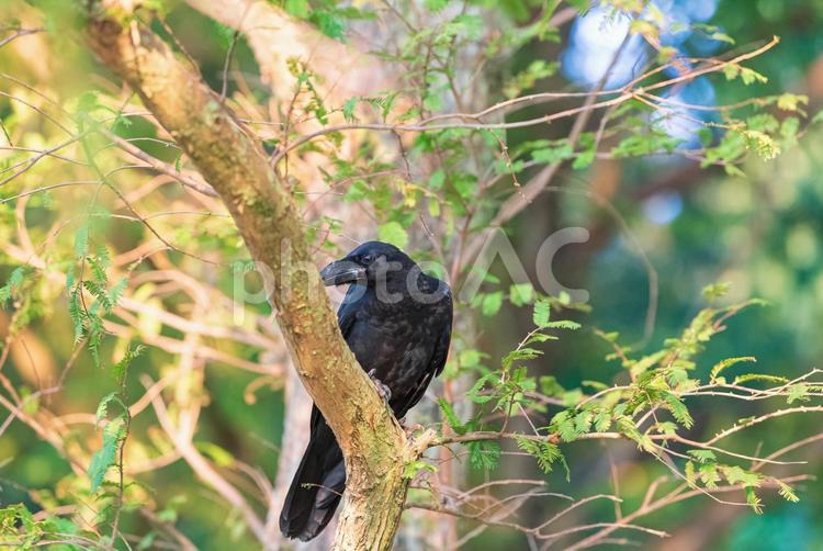 木に止まってこちらをチラ見するカラス カラス,野鳥,鳥の写真素材