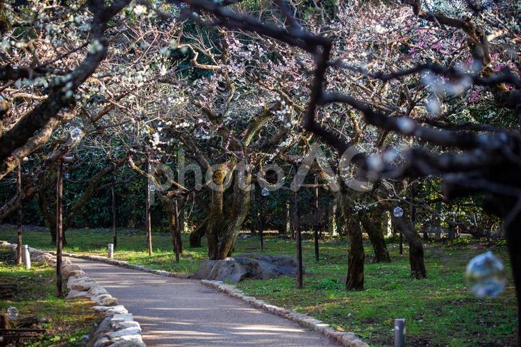 京都北野天満宮　 梅苑「花の庭」 京都,北野天満宮,梅苑の写真素材