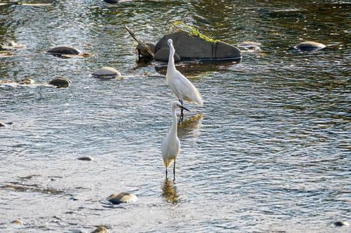コサギ 鳥,コサギ,鳥類の写真素材
