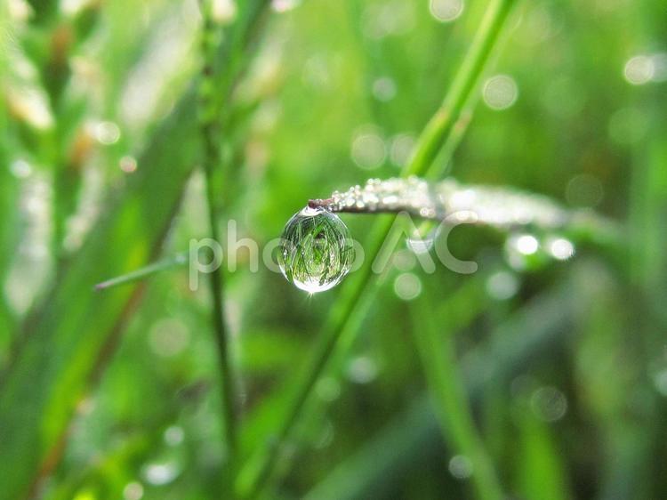水滴と緑の葉と朝日（Water drops） 水滴,すいてき,しずくの写真素材