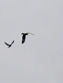 曇り空を飛ぶ鳥 曇り空を飛ぶ鳥 カラス,鳥,野鳥の写真素材