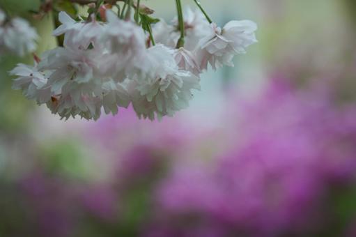 遅咲きの桜 遅咲きの桜 さくら,アップ,サクラの写真素材